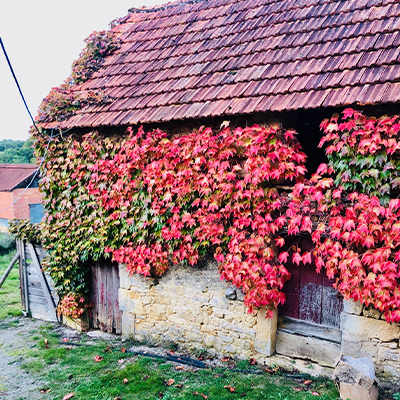 exposed stone building covered with climbing ivy with red leaves