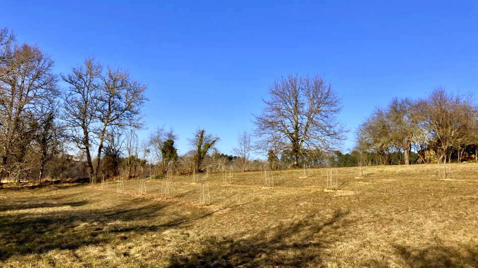 Prairie avec des arbres fruitiers